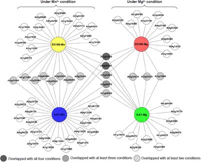 Back From the Dead: The Atypical Kinase Activity of a Pseudokinase Regulator of Cation Fluxes During Inducible Immunity